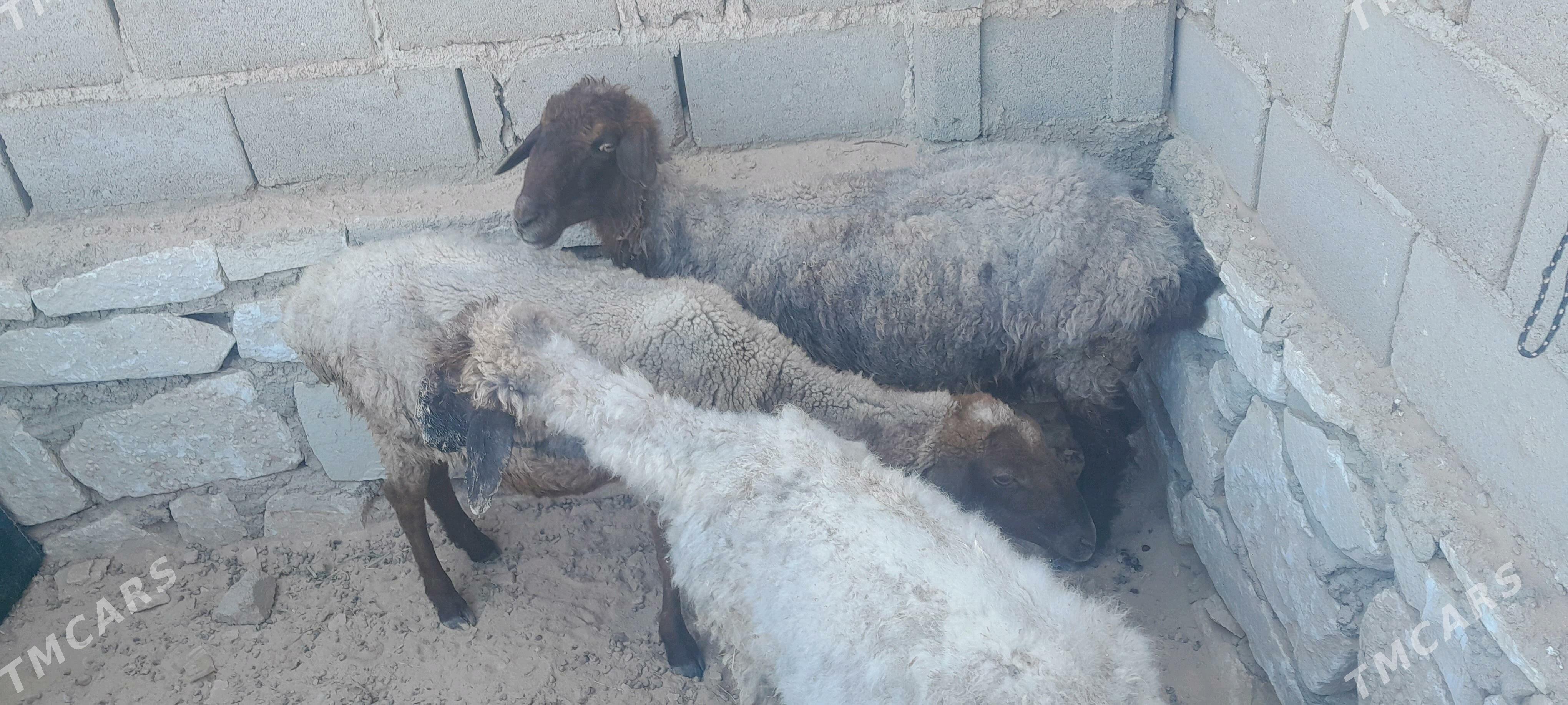 goyunlar we geçiler - Туркменбаши - img 1