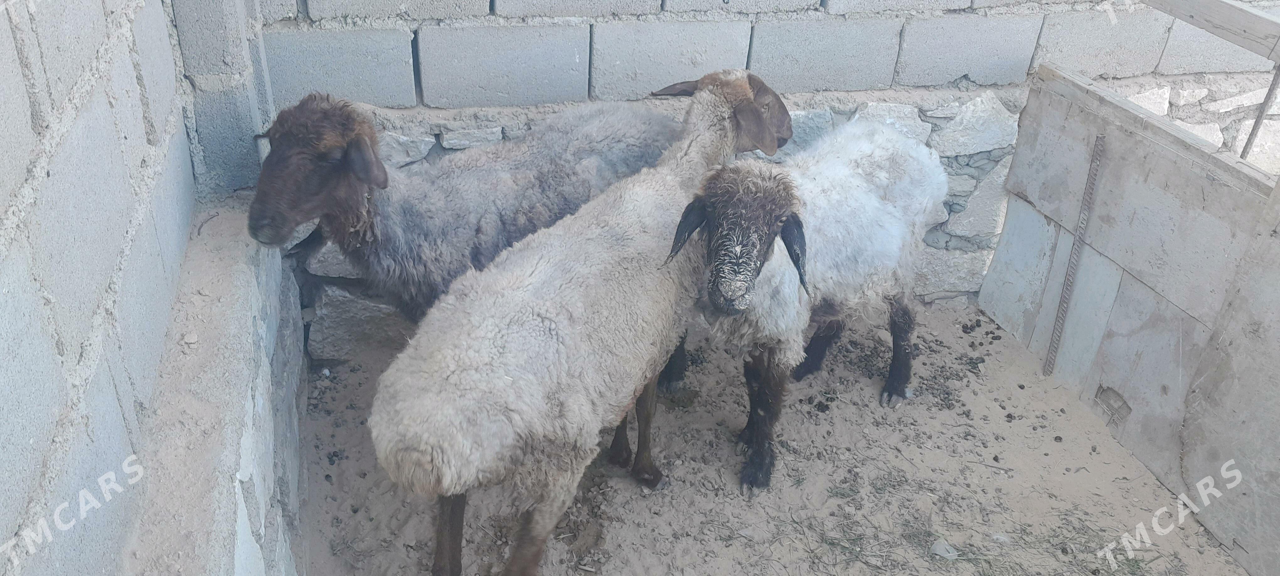 goyunlar we geçiler - Туркменбаши - img 2