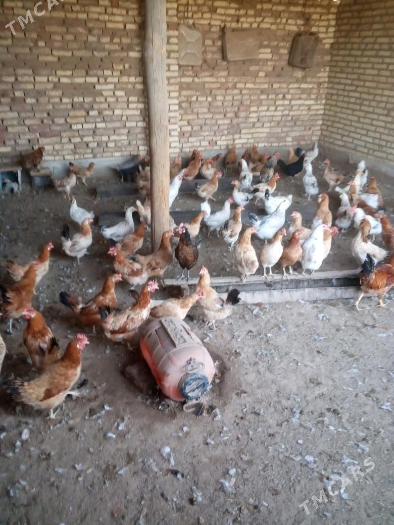 towuk - Babadaýhan - img 4