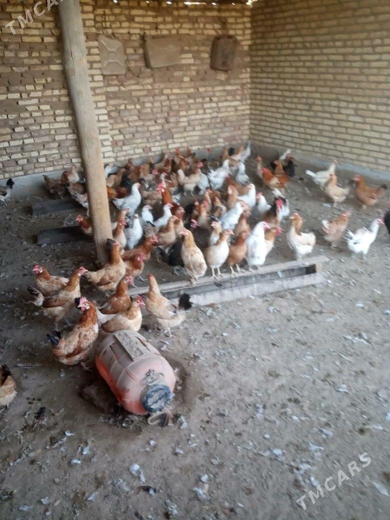 towuk - Babadaýhan - img 2