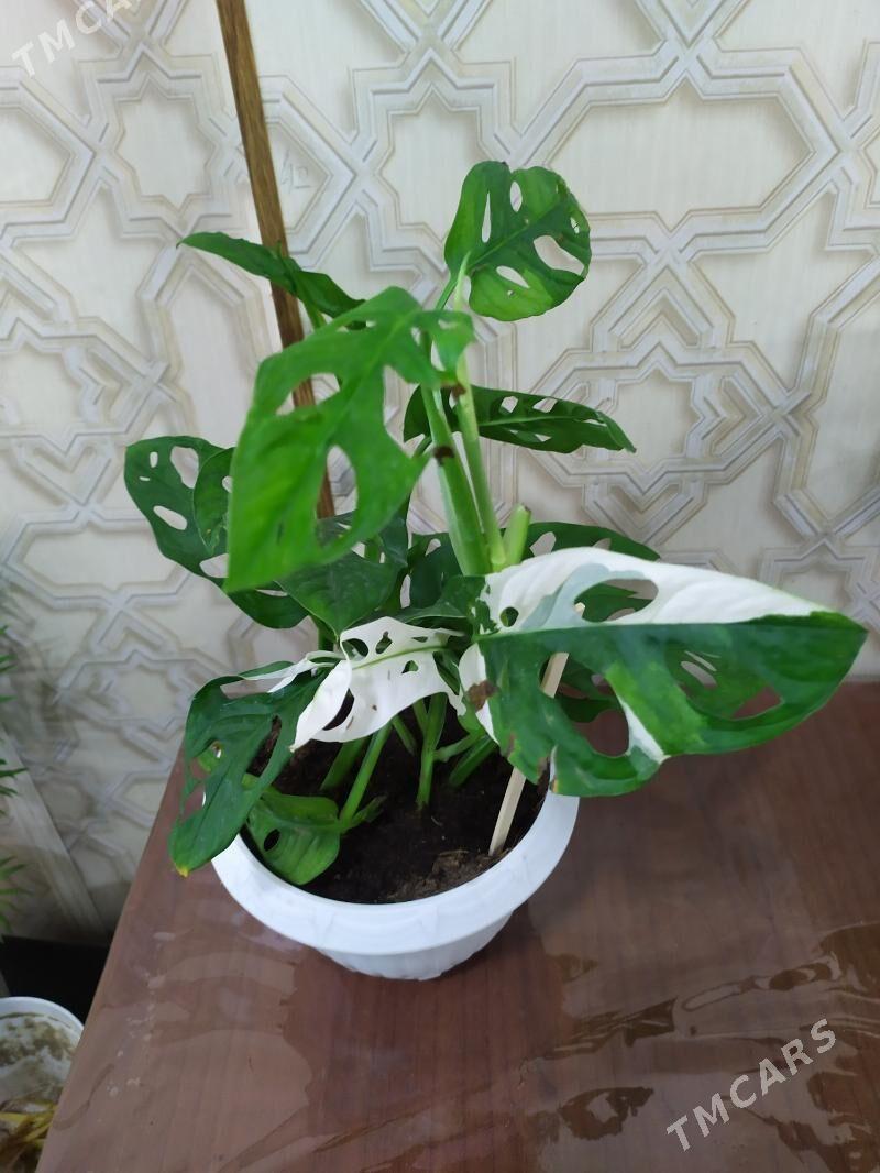 монстера - Aşgabat - img 2