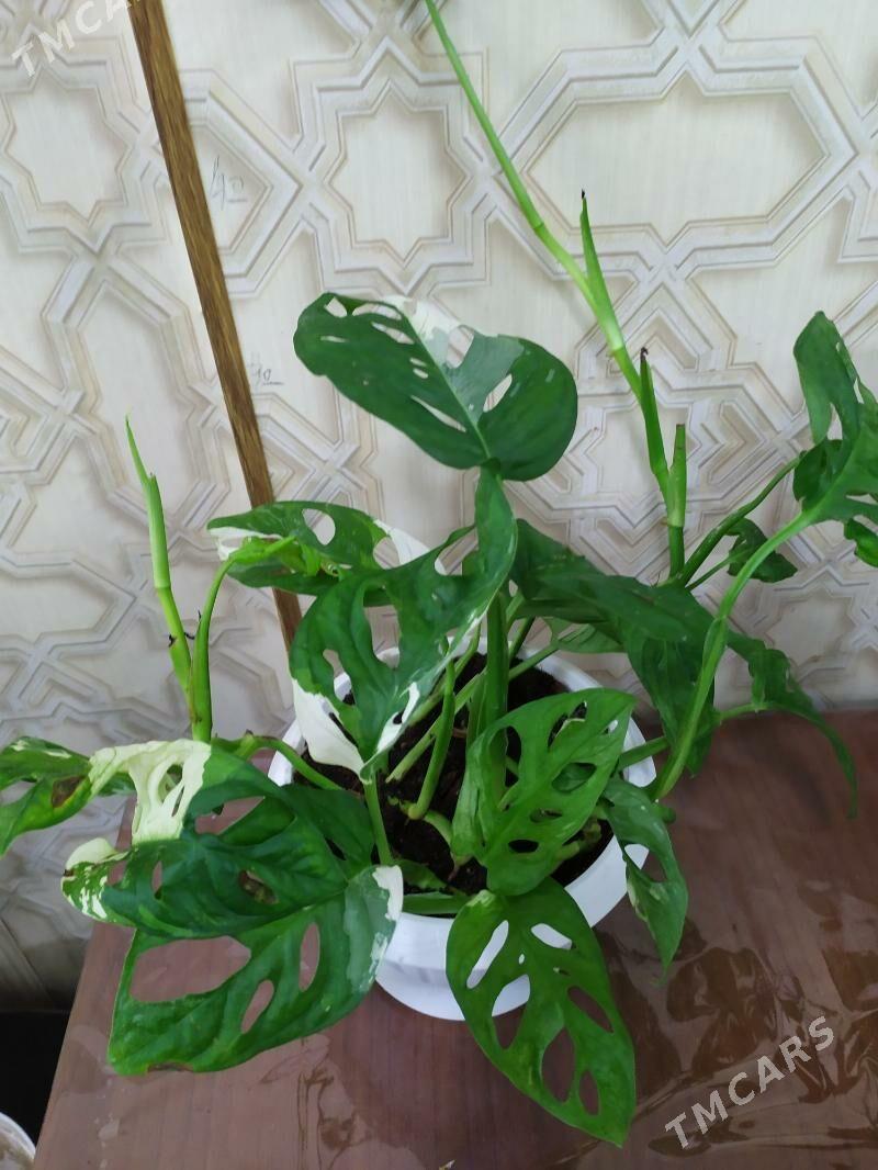 монстера - Aşgabat - img 4