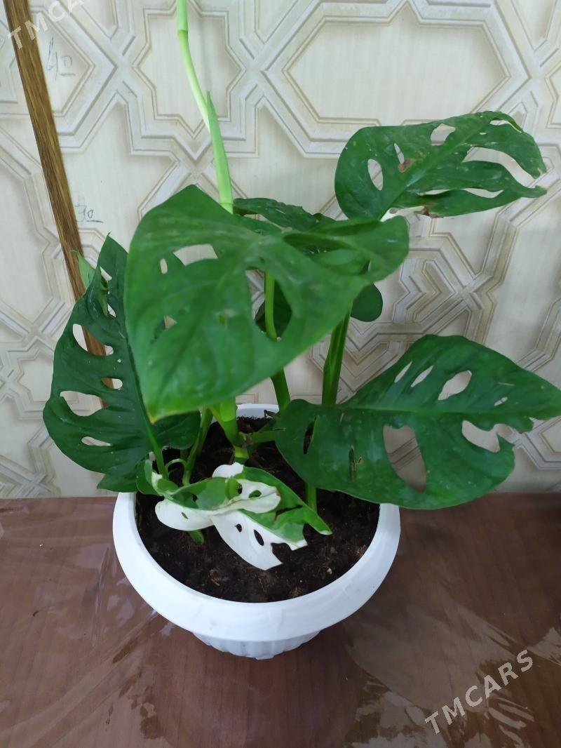 монстера - Aşgabat - img 3