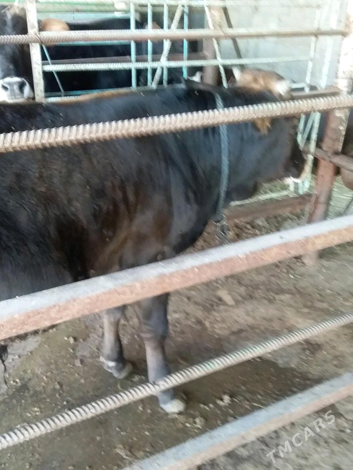 okiz - Bäherden - img 1