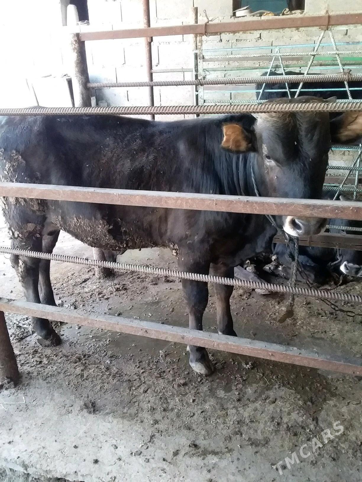 okiz - Bäherden - img 3