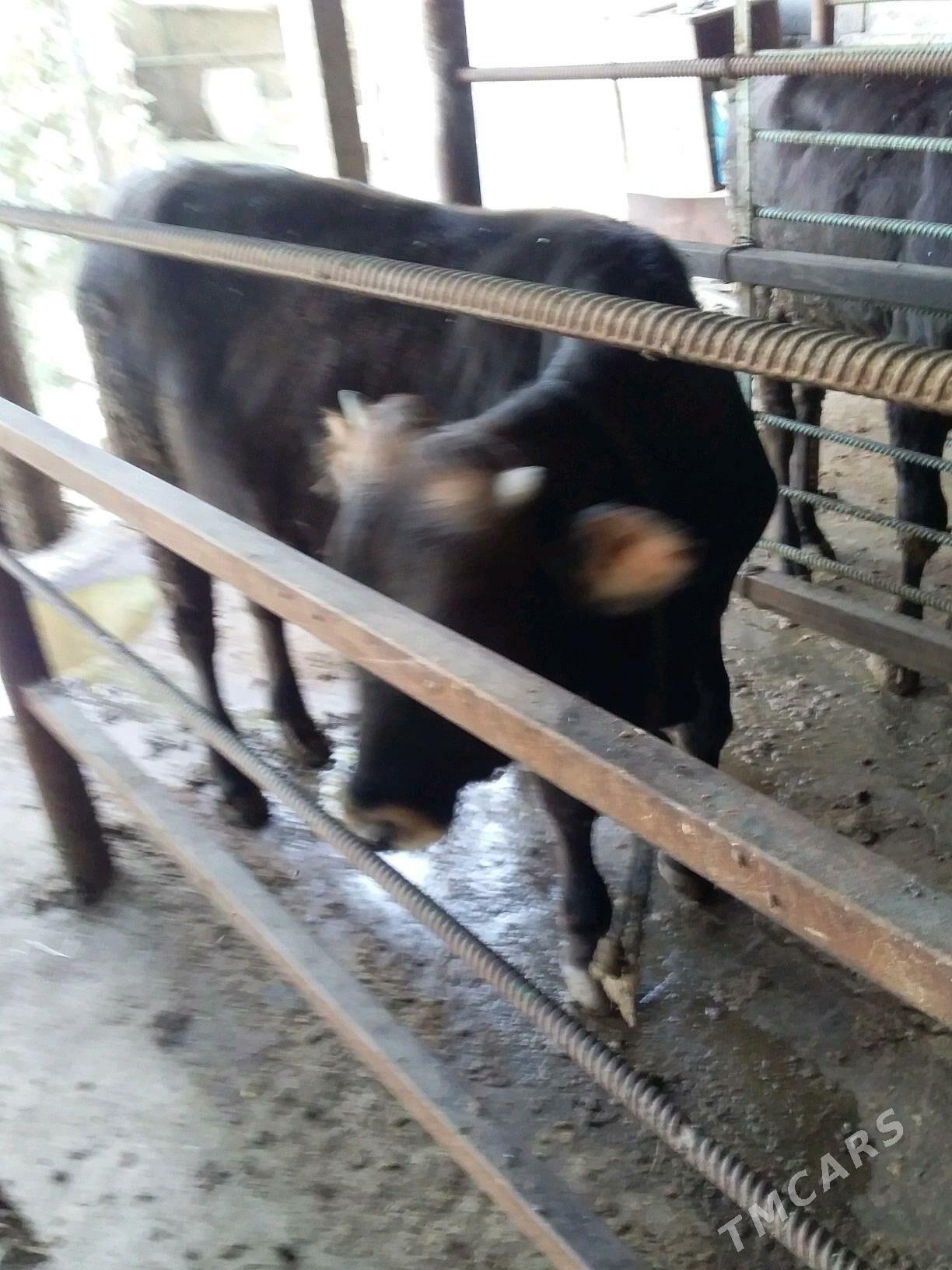 okiz - Bäherden - img 2