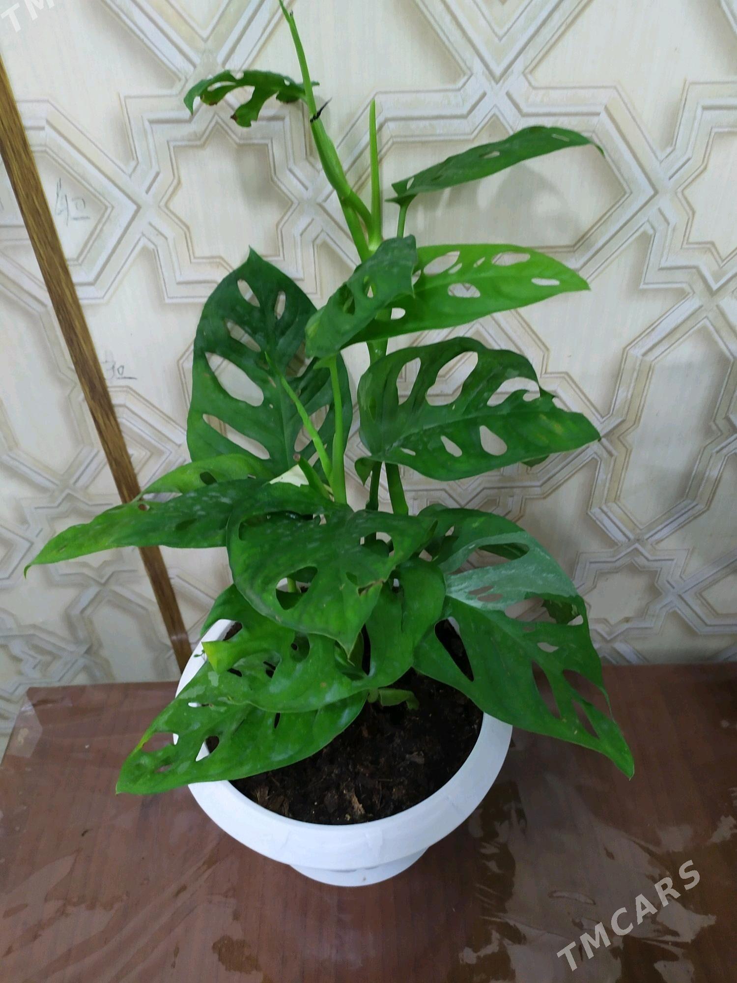 монстера - Aşgabat - img 5