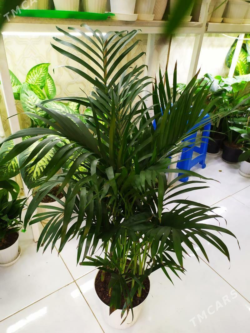 пальма - Ашхабад - img 2