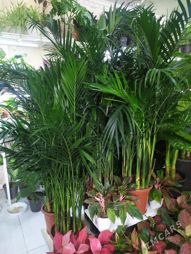 пальма - Ашхабад - img 4