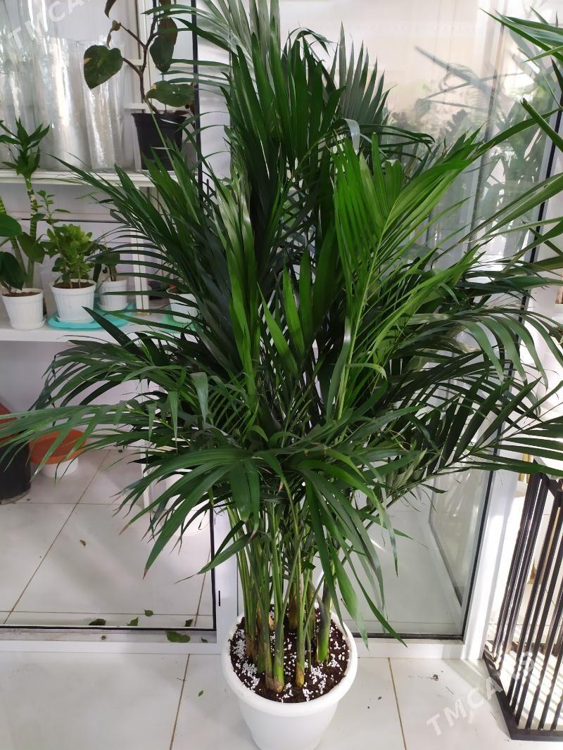 пальма - Ашхабад - img 3