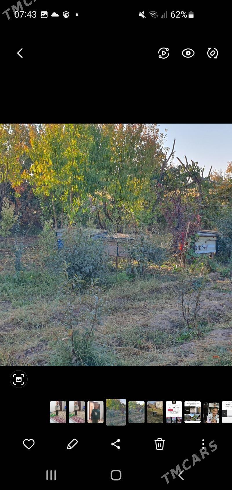 Bal ary ýaşik - Görogly (Tagta) - img 2