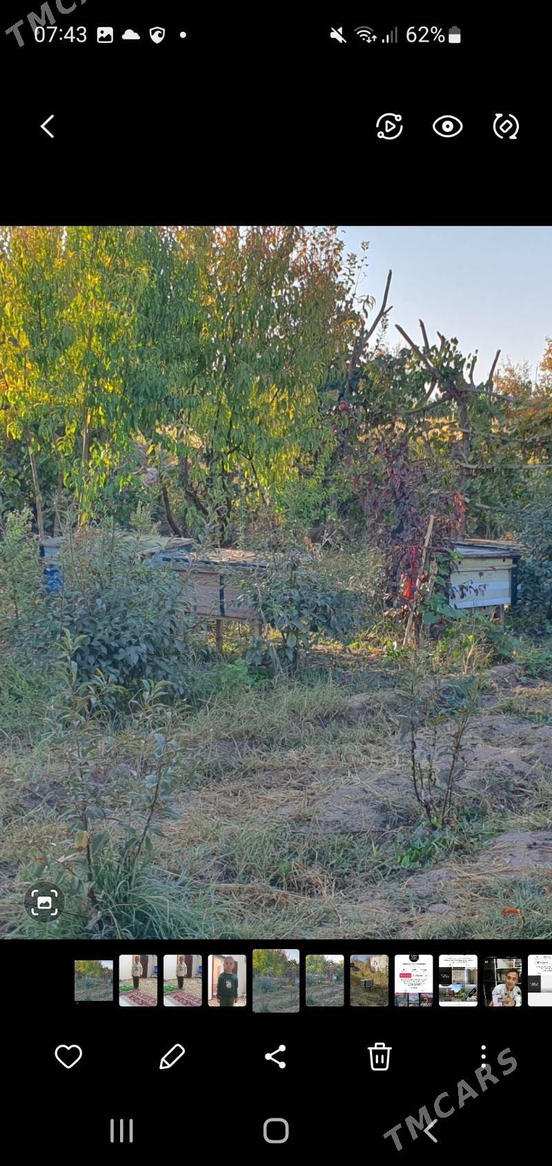 Bal ary ýaşik - Görogly (Tagta) - img 1