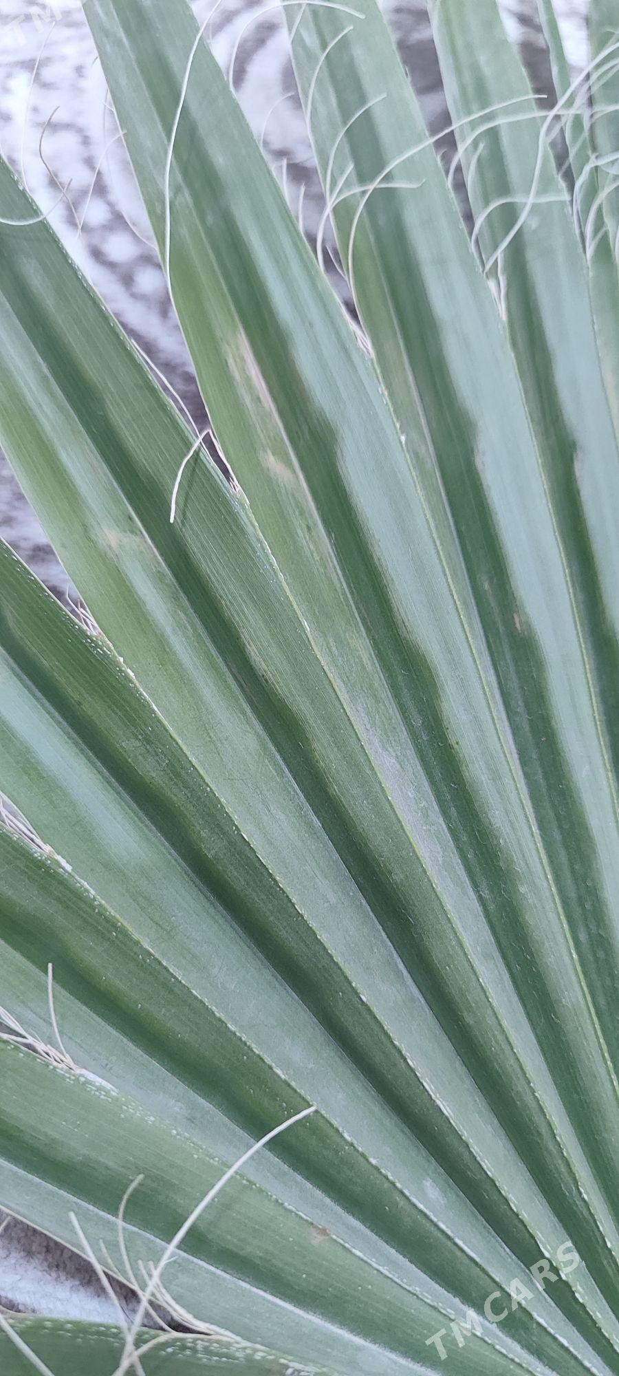 Palma yaprak - Балканабат - img 2