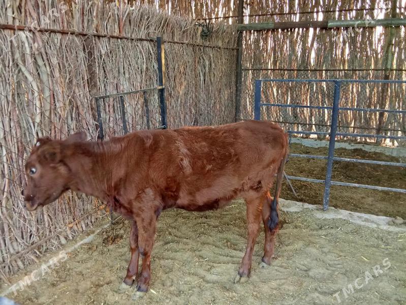 göle - Сакарчага - img 2