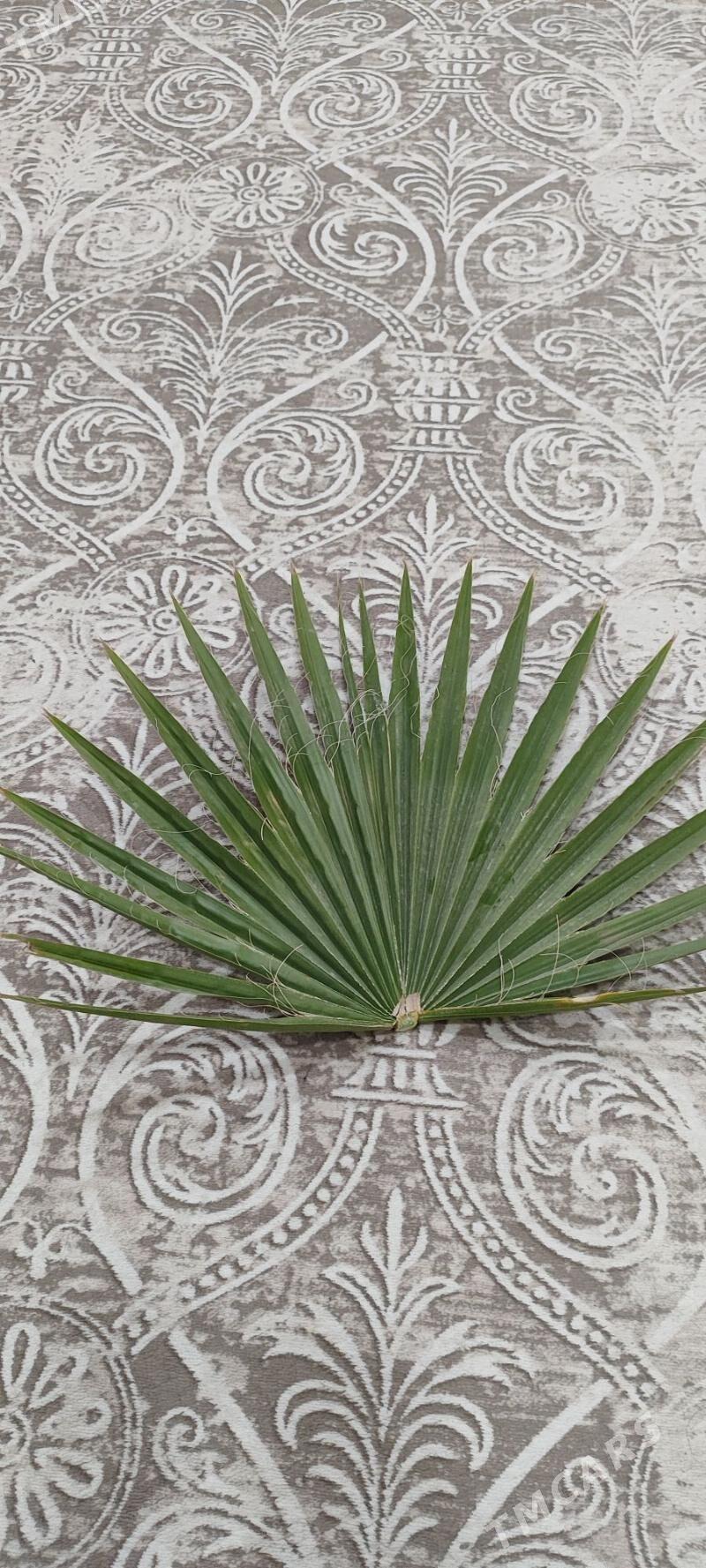 Palma yaprak - Балканабат - img 1