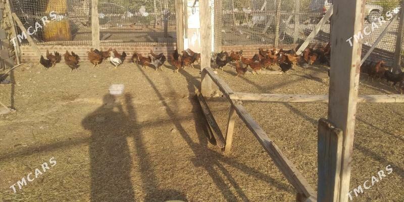 horaz juje - Gyzylarbat - img 3