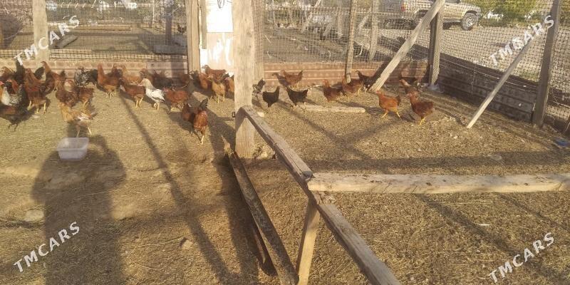 horaz juje - Gyzylarbat - img 6