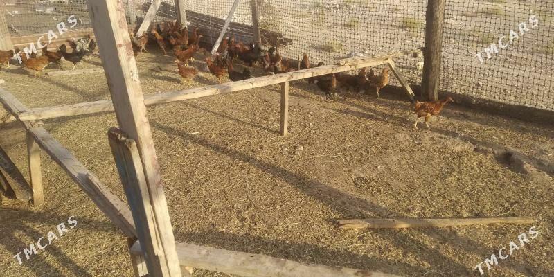 horaz juje - Gyzylarbat - img 5