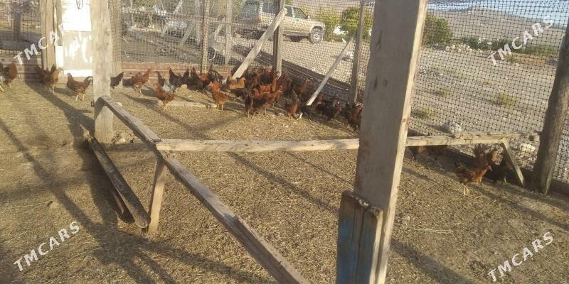 horaz juje - Gyzylarbat - img 2