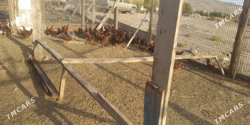 horaz juje - Gyzylarbat - img 4