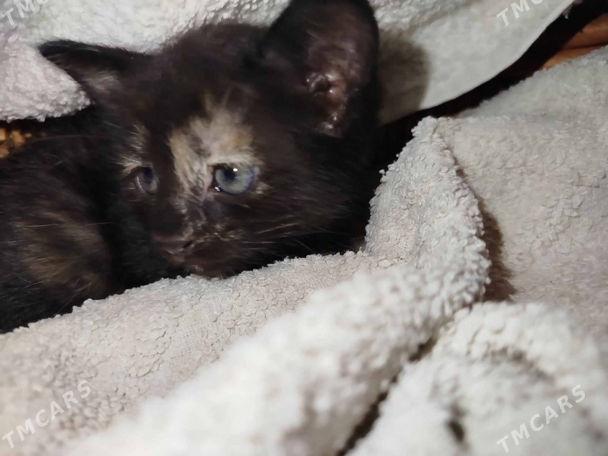 pişik - Анев - img 2