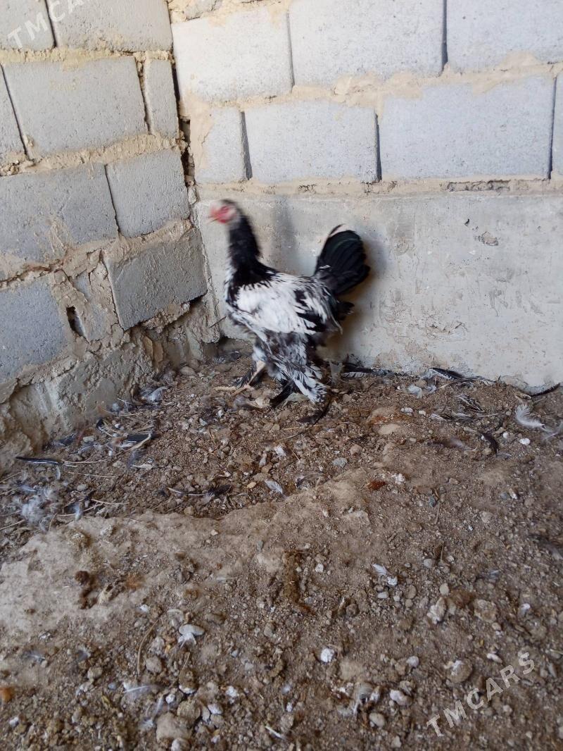 silwer jiluje - Гызыларбат - img 2