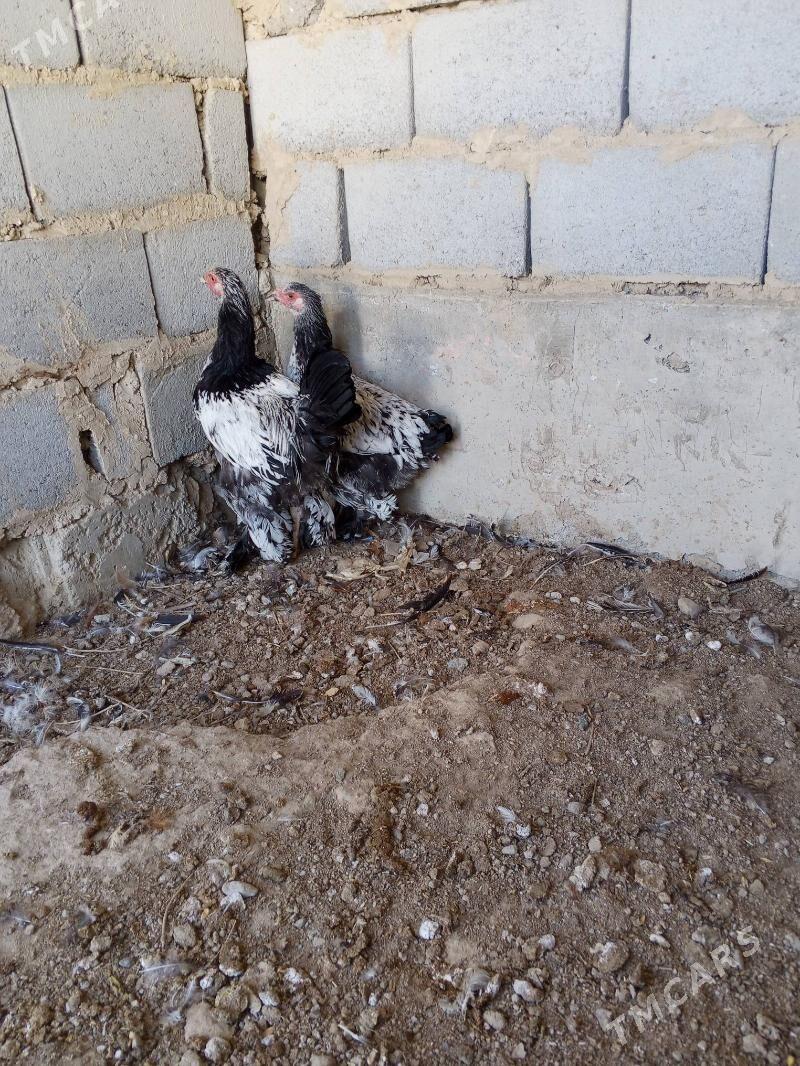 silwer jiluje - Гызыларбат - img 1