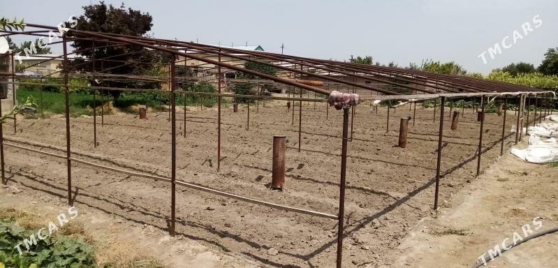 Teplissa parnik - Sakarçäge - img 2