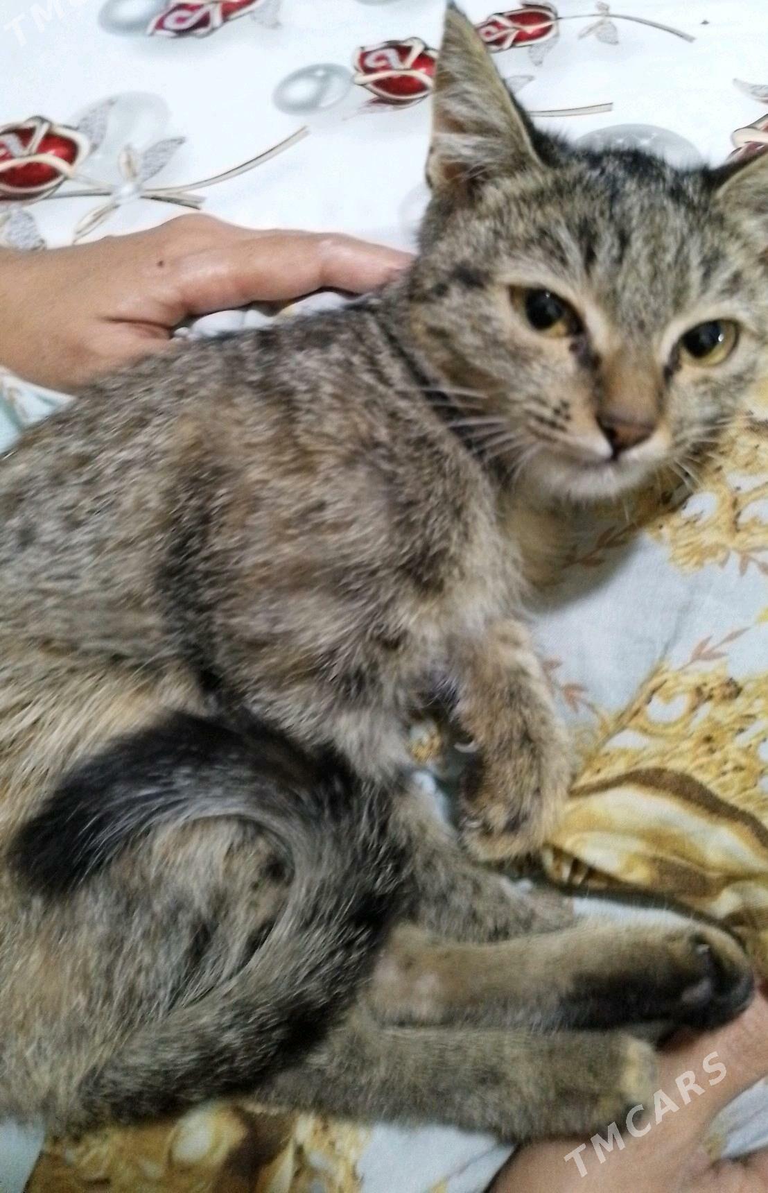 pişik - Daşoguz - img 1