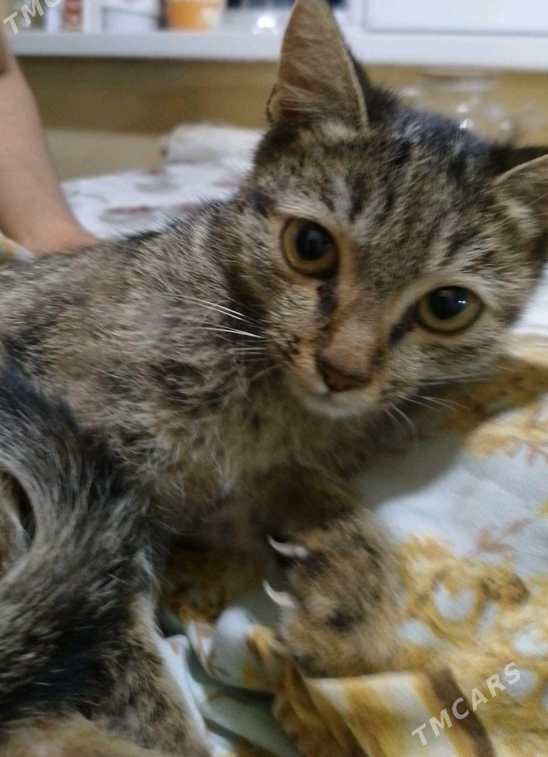 pişik - Daşoguz - img 2