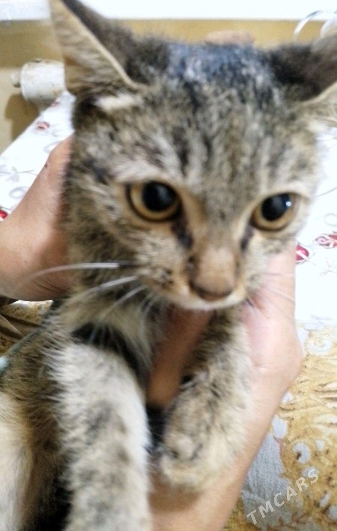 pişik - Daşoguz - img 3