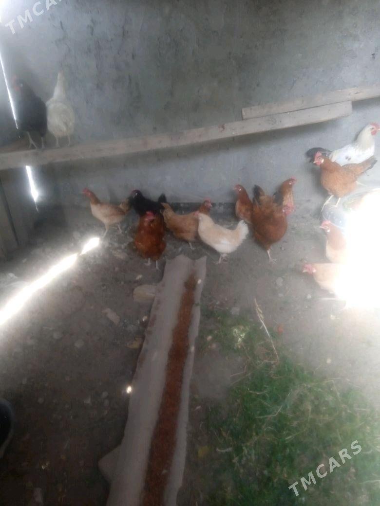 towuk - Кака - img 1