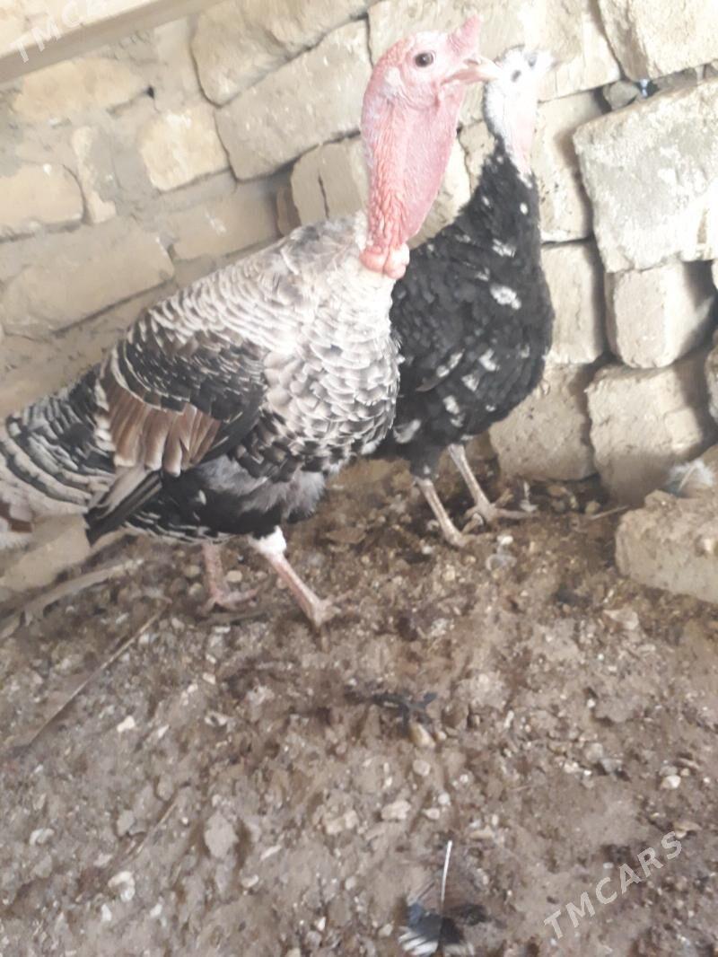 Induk - Гумдаг - img 1