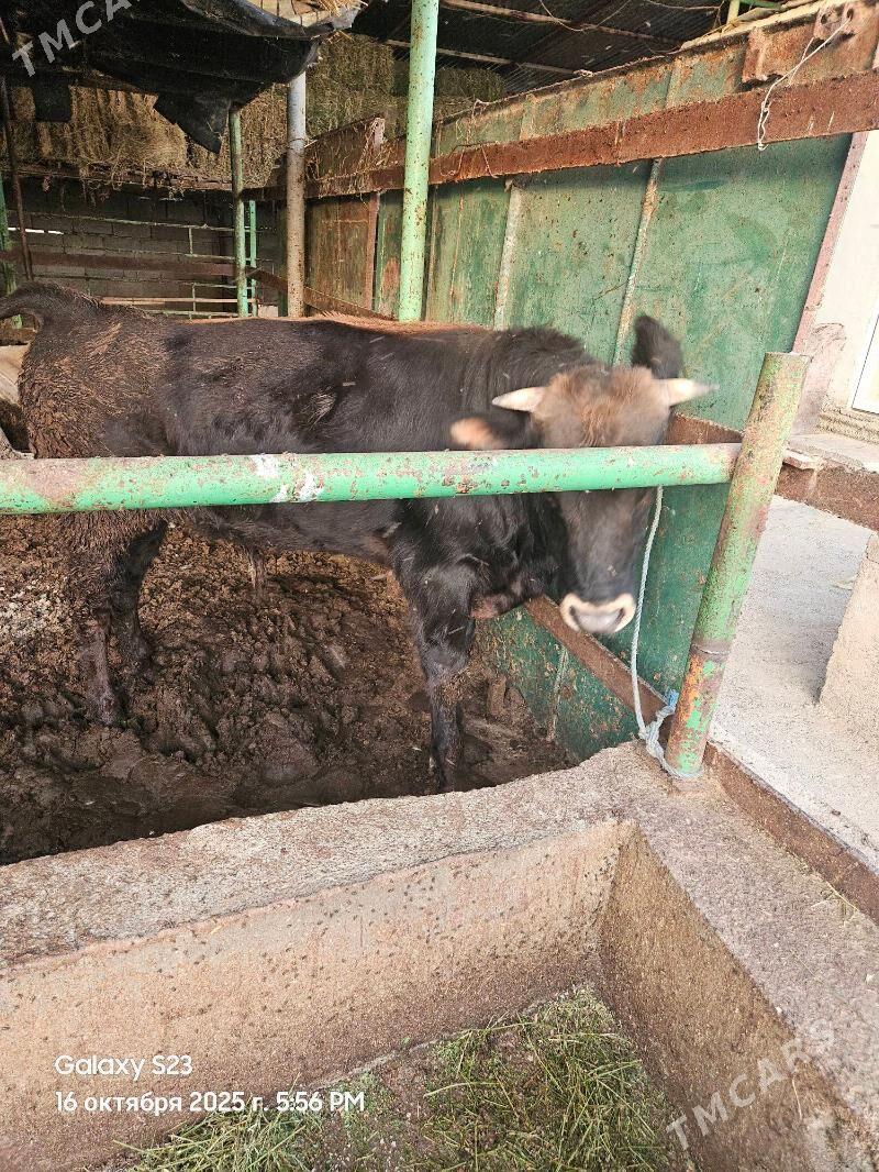 okuz - Ýaşlyk - img 5