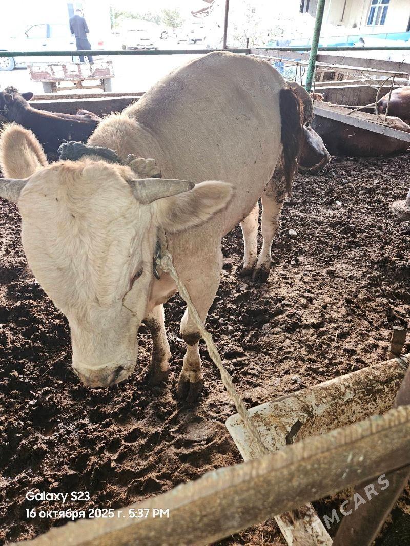 okuz - Ýaşlyk - img 3