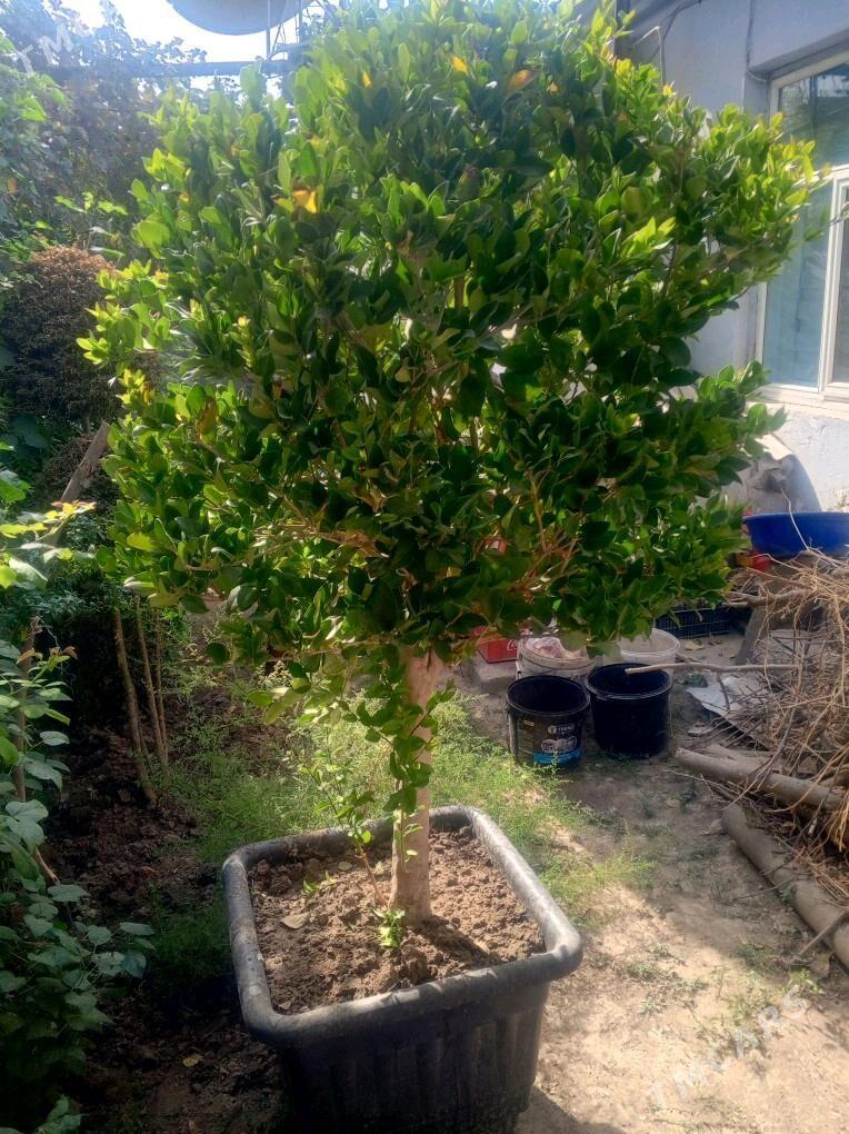 bag - Ашхабад - img 2