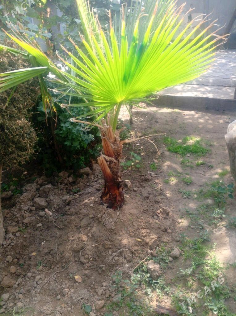 bag - Ашхабад - img 3