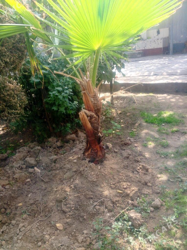 bag - Ашхабад - img 4