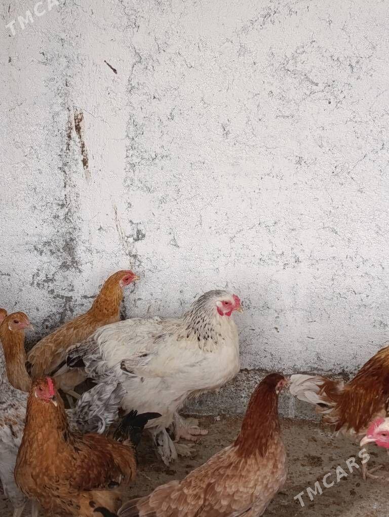 towuk brama - Gökdepe - img 3