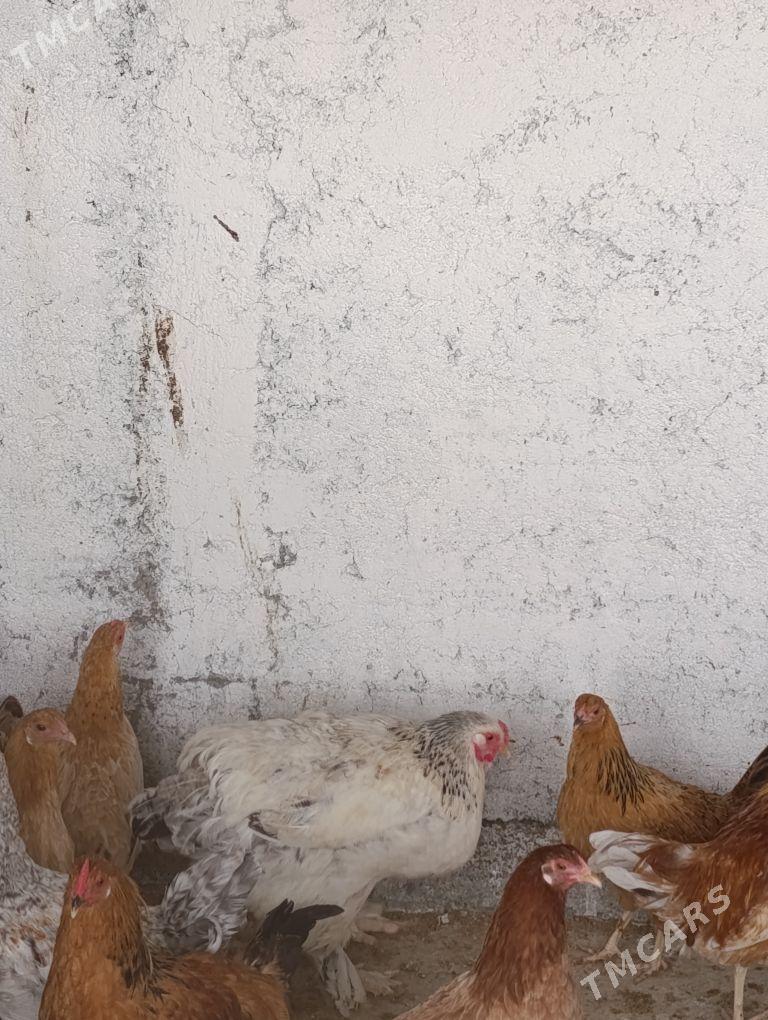 towuk brama - Gökdepe - img 2