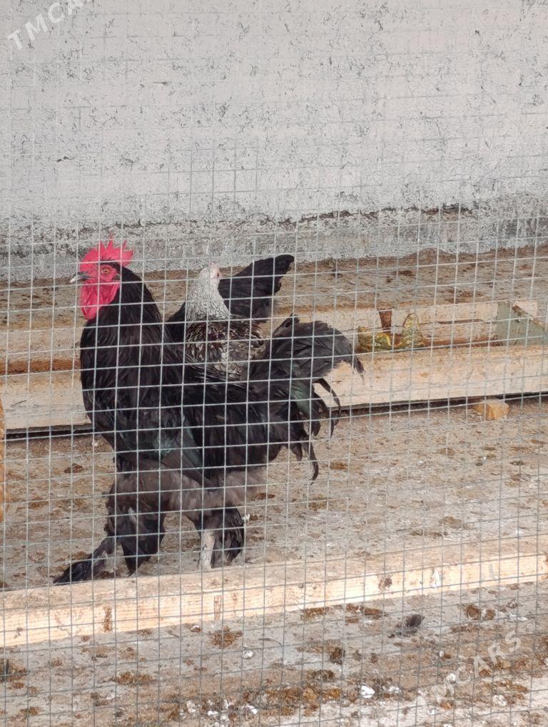 Horoz brama - Гёкдепе - img 2