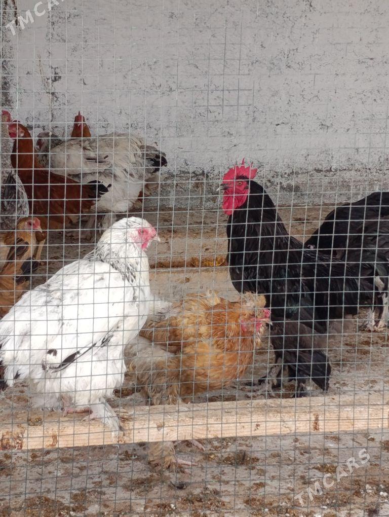 Horoz brama - Гёкдепе - img 3