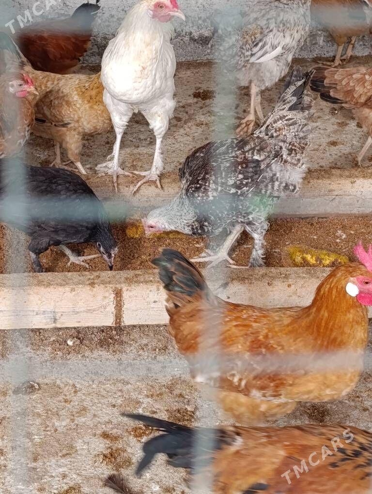 horoz - Гёкдепе - img 3