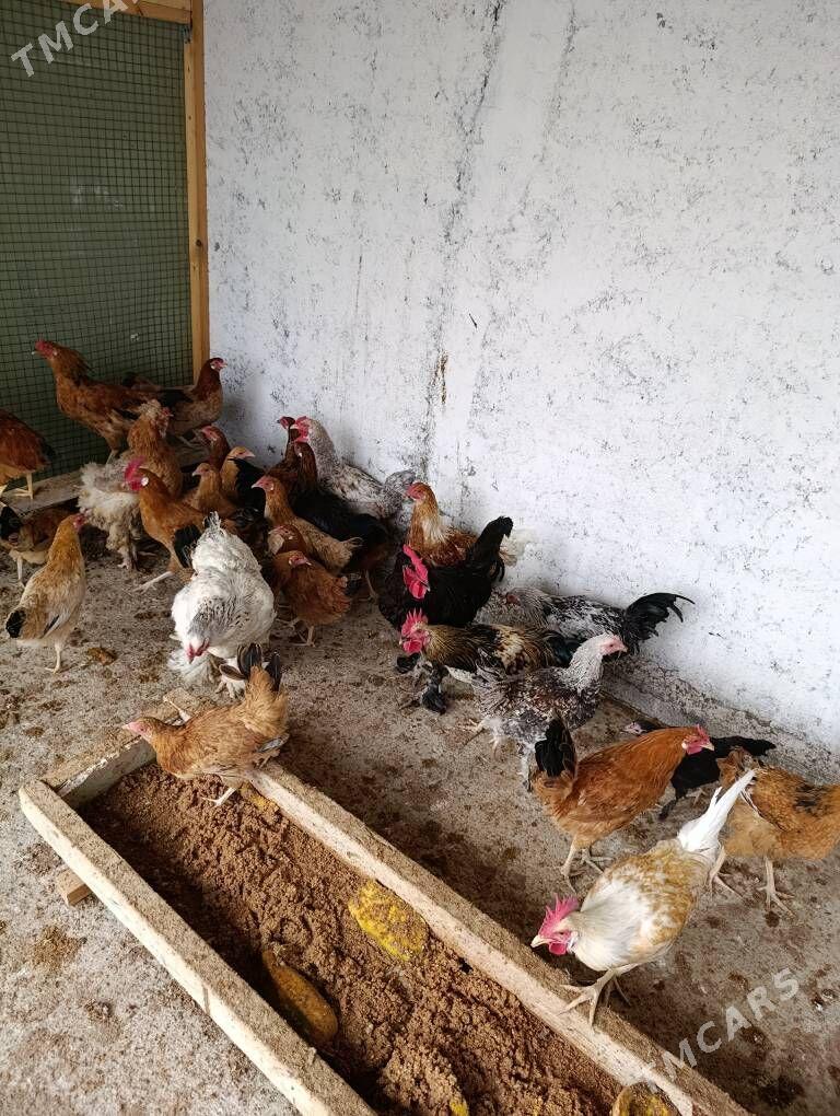 horoz - Гёкдепе - img 2