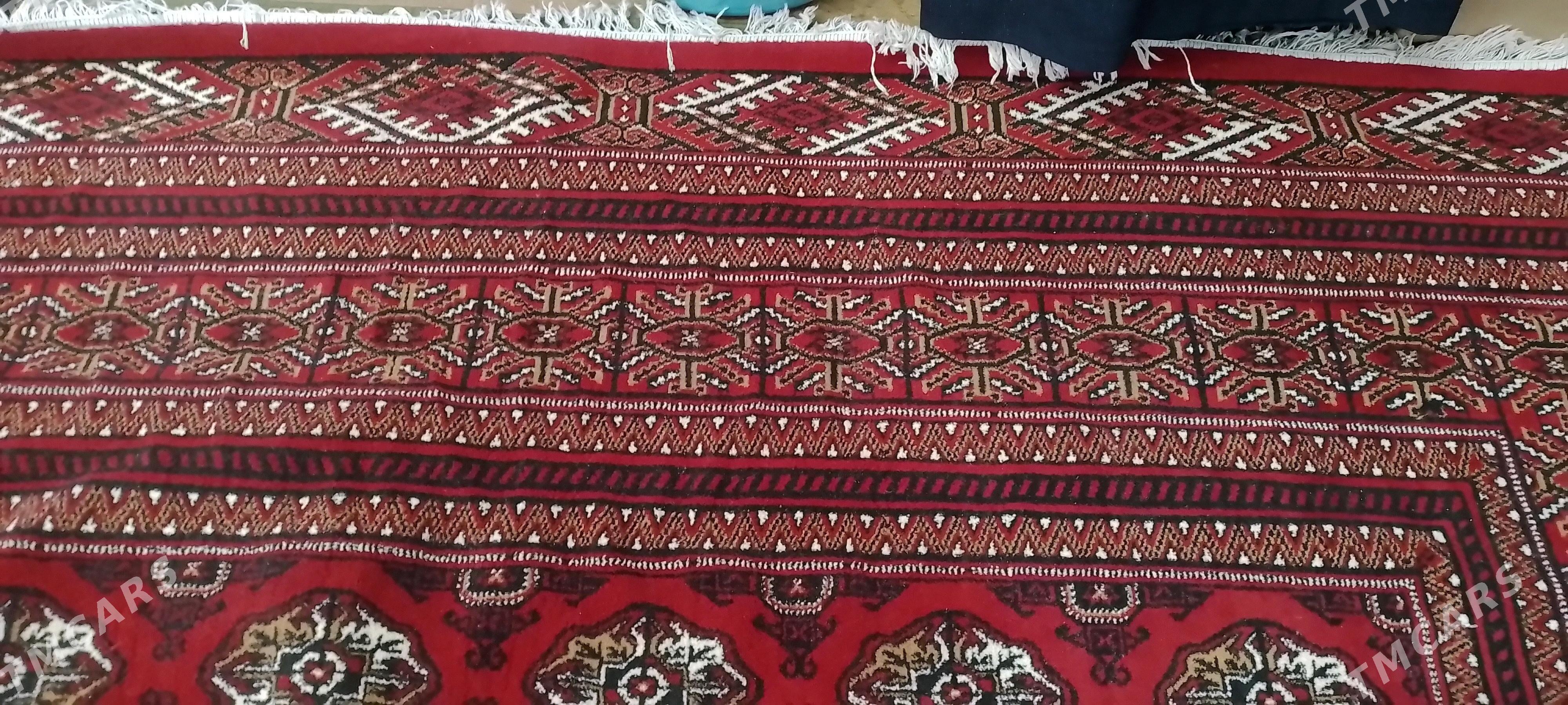 Haly - Daşoguz - img 2