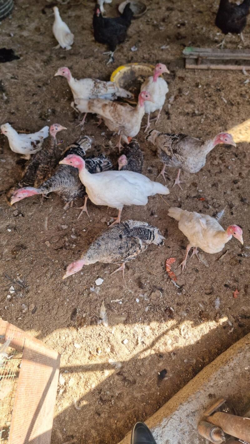 induk - Çärjew - img 2