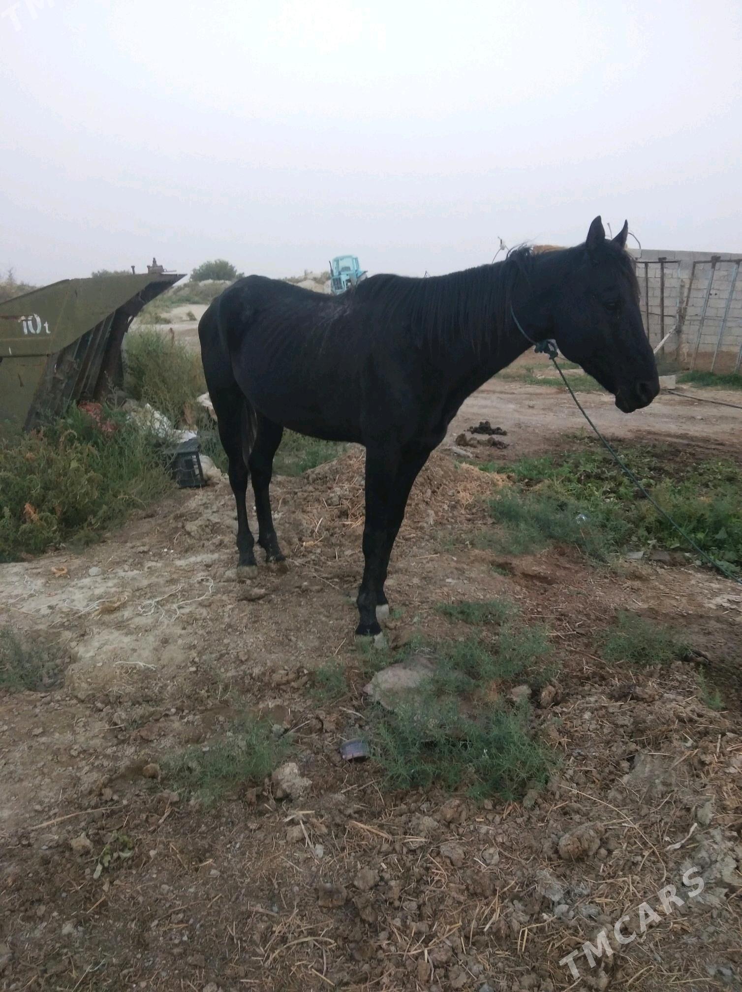 At - Бахарден - img 4