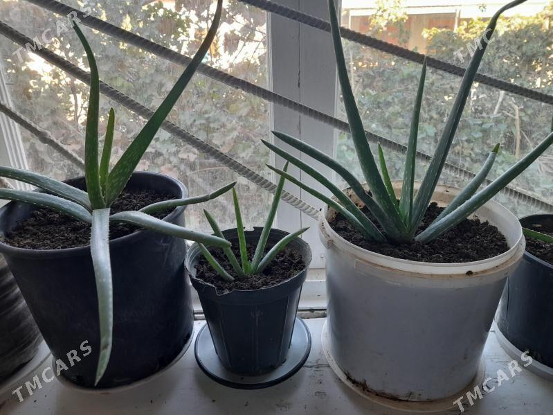 guller aloylar - Daşoguz - img 3