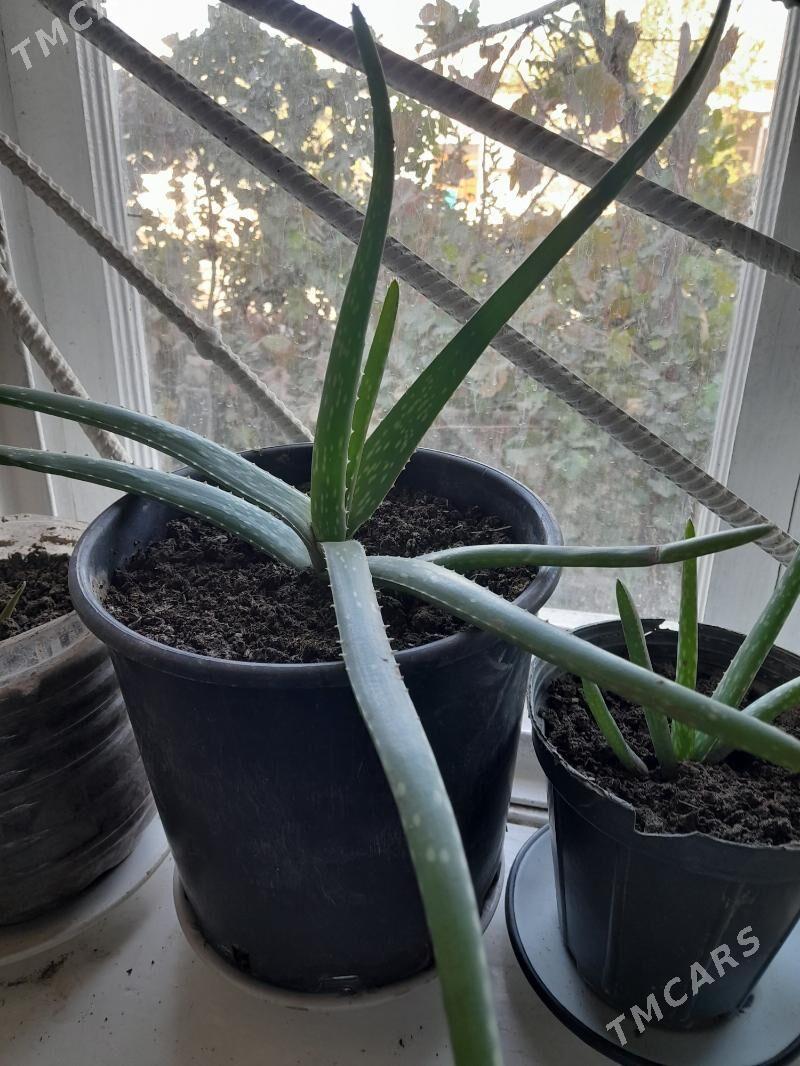 guller aloylar - Daşoguz - img 2