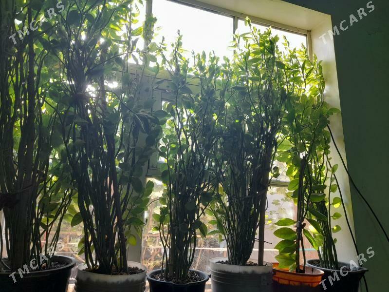 guller aloylar - Daşoguz - img 1